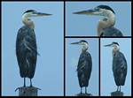 (25) montage (great blue heron).jpg    (962x718)    238 KB                              click to see enlarged picture